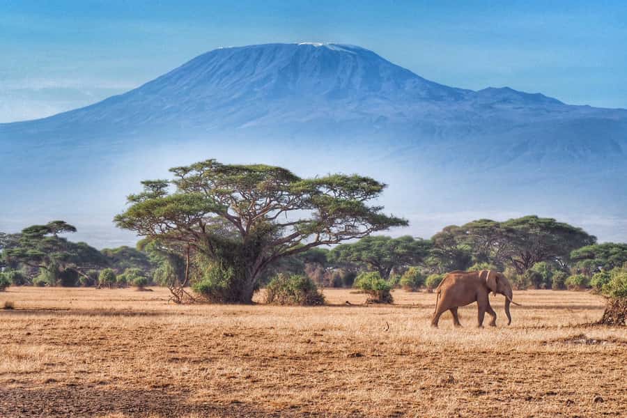 Private Tour to Amboseli National Park - Lunch at Oltukai Lodge, with a choice to make