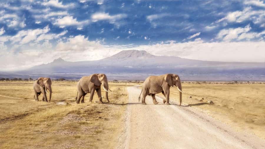 Private Tour to Amboseli National Park - Guide quality and the private format