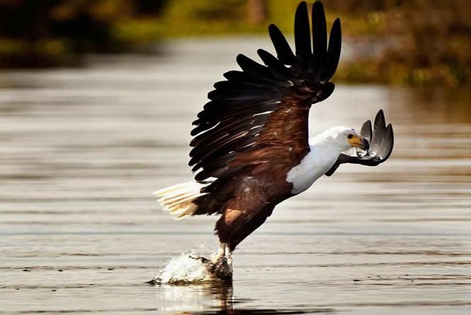 Private Tour to Mount Longonot and Optional Boat Ride on Lake Naivasha - Hiking Mount Longonot National Park