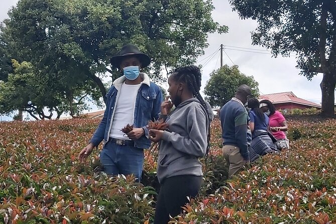 Purple Tea Farm Tour from Nairobi City - Specialty Tea Tasting - What makes this tea farm visit special