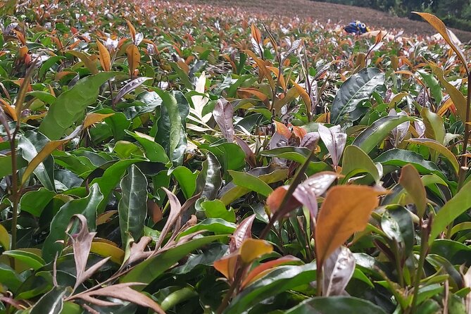 Purple Tea Farm Tour from Nairobi City - Specialty Tea Tasting - Learning the traditional orthodox method