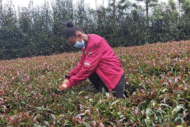 Purple Tea Farm Tour from Nairobi City - Specialty Tea Tasting - The nature walk and waterfall finish