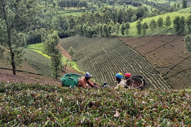Purple Tea Farm Tour from Nairobi City - Specialty Tea Tasting - A three-course lunch with eight tea styles