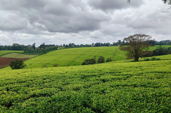 Riara tea farm tour with lunch and tea tasting from Nairobi - Learning how Kenyan tea is grown and made
