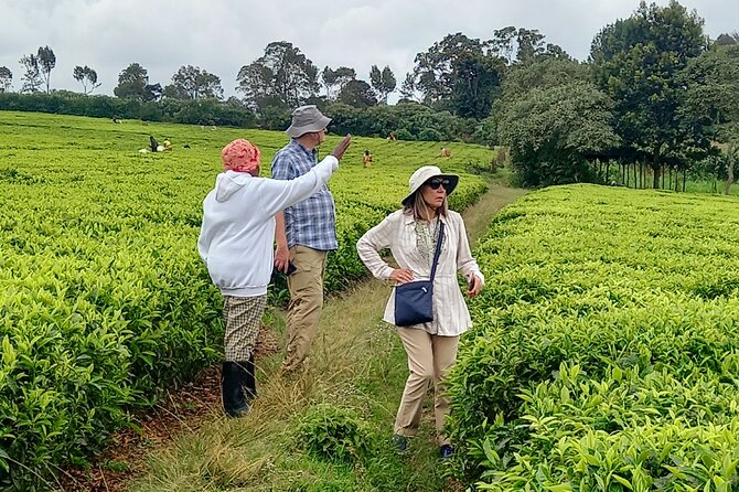 Riara tea farm tour with lunch and tea tasting from Nairobi - Fresh tea and the tasting ceremony