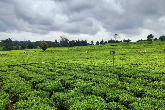 Riara tea farm tour with lunch and tea tasting from Nairobi - Is $150 per person a fair price?