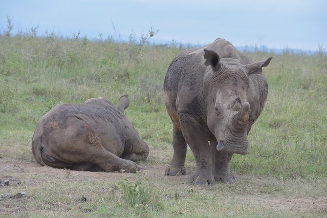 Safari In Nairobi Kenya National Park Half day Tour - Morning or afternoon: choose your safari clock