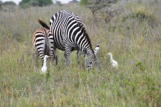 Safari In Nairobi Kenya National Park Half day Tour - Entering Nairobi National Park
