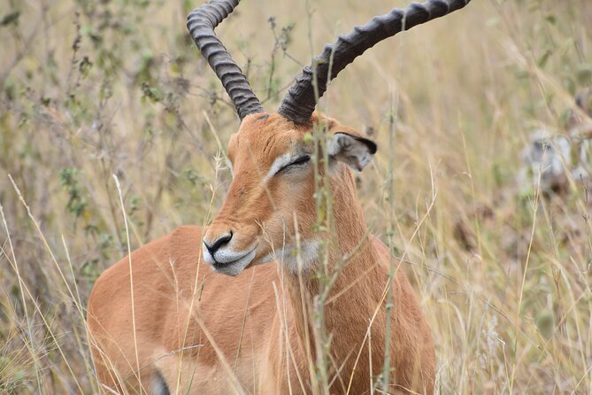 Safari In Nairobi Kenya National Park Half day Tour - Is $85 a fair price?