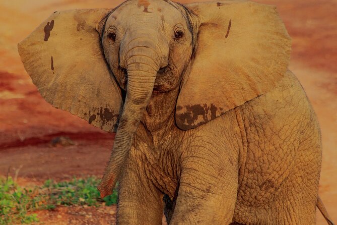 Safari in Tsavo and Amboseli for 5 Days and 4 Nights - Three parks, three different safari moods
