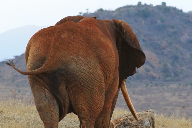 Safari in Tsavo and Amboseli for 5 Days and 4 Nights - Day two: crossing into Tsavo West