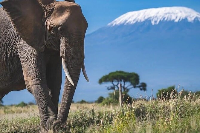 Safari in Tsavo and Amboseli for 5 Days and 4 Nights - Day one: Nairobi to Tsavo East by road and rail