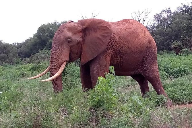Safari Kenya with Patrick - The biggest booking concern