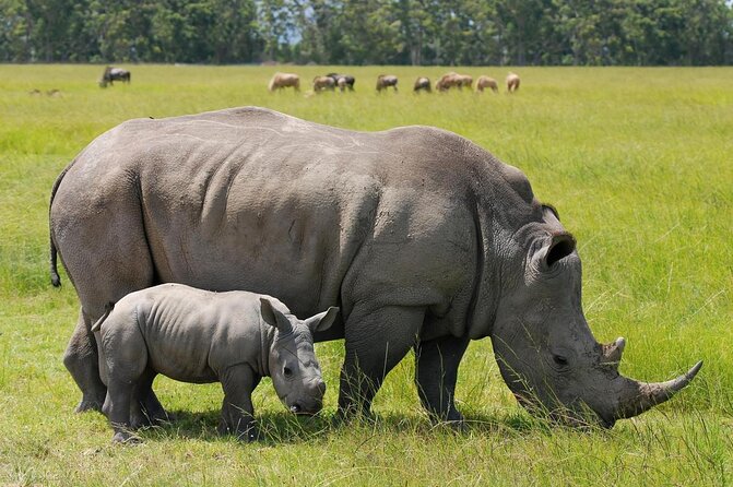 Safari Tour; Nairobi National Park - Key Points Before You Book