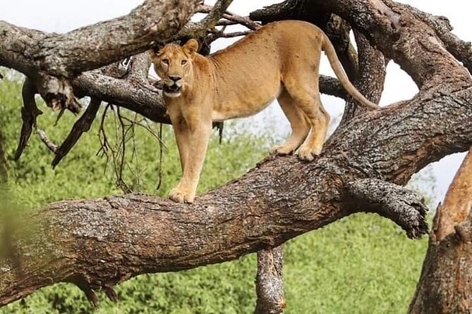 Safari Tour; Nairobi National Park - Why Nairobi National Park Works So Well