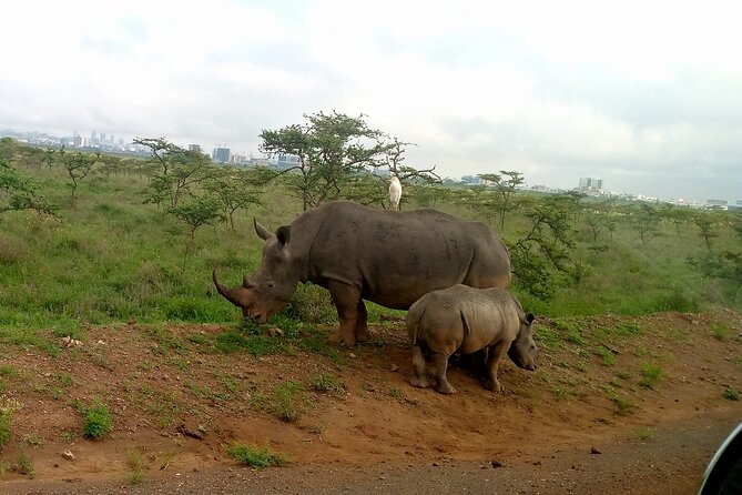 Safari Tour; Nairobi National Park - The Difference Between a Good Guide and a Rushed Drive