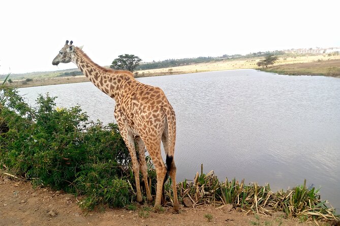 Safari Tour; Nairobi National Park - What the $43.50 Price Really Buys You