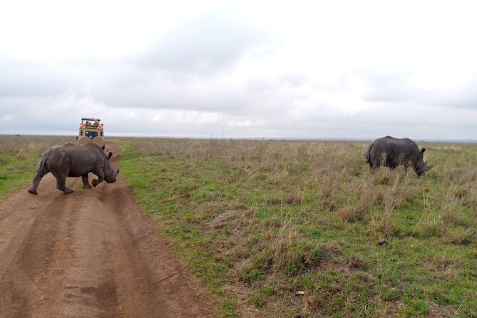 Safari Tour; Nairobi National Park - Best for a Layover, First Safari, or Short Nairobi Stay