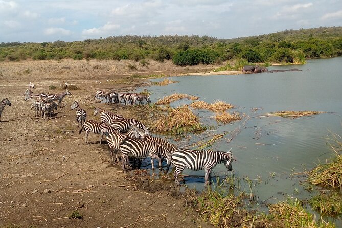 Safari Tour; Nairobi National Park - Booking Tips That Could Save Your Morning