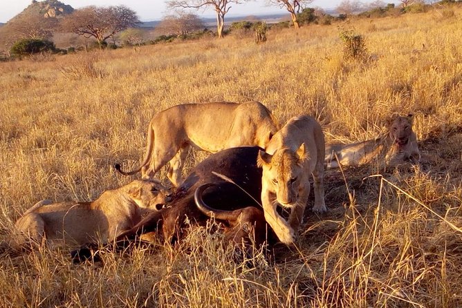 Safari-Tsavo east national park -2 days 1 night - Leaving the coast at 6:30 a.m.