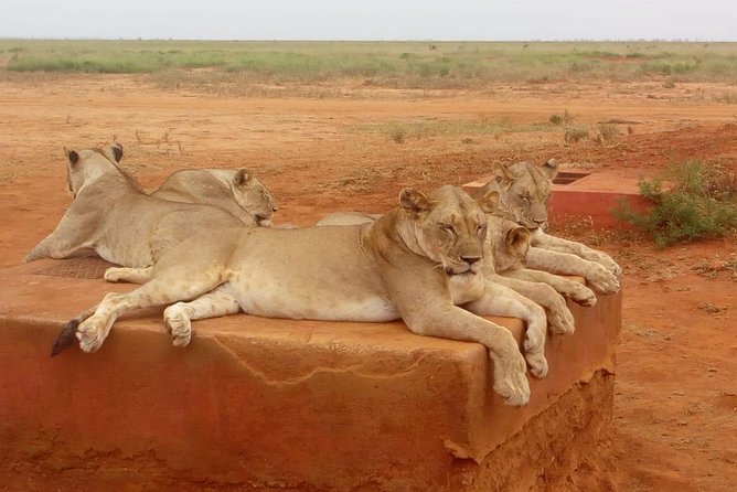 Safari-Tsavo east national park -2 days 1 night - The four-hour Tsavo East game drive