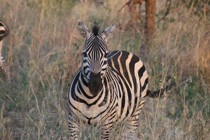 Safari-Tsavo east national park -2 days 1 night - What the $459.43 price includes