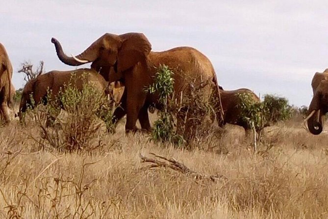 Safari-Tsavo east national park -2 days 1 night - Sala Gate and the River Sabaki crocodiles