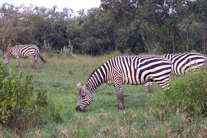 Shared Nairobi National Park Safari Tour - Why Nairobi National Park Makes Such a Good Short Safari