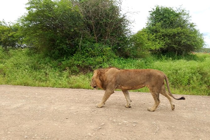 Shared Nairobi National Park Safari Tour - What Makes the Wildlife List Worthwhile