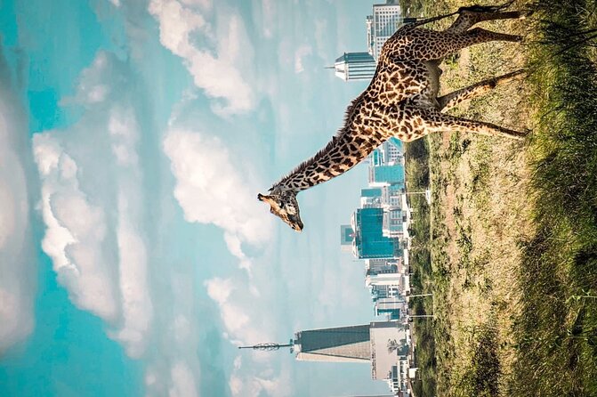 Shared Nairobi National Park Safari Tour - Is $80 a Good Price?