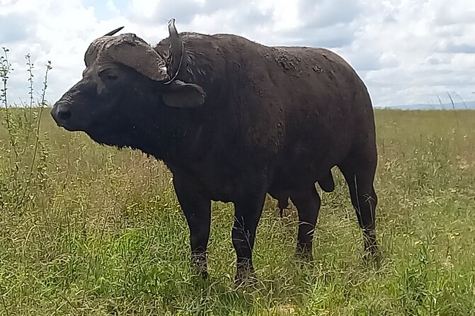 Shared Nairobi National Park Safari Tour - Who Should Think Twice?