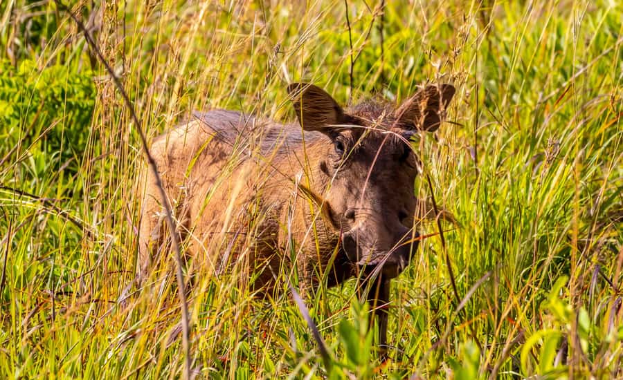 Shimba Hills Day Safari & Sheldrick Falls Hike Private Tour - Sheldrick Falls: beautiful, but do not count on a swim