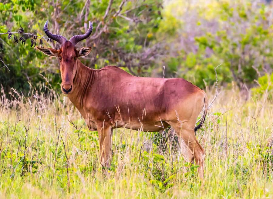 Shimba Hills Day Safari & Sheldrick Falls Hike Private Tour - What is included for $270 per person