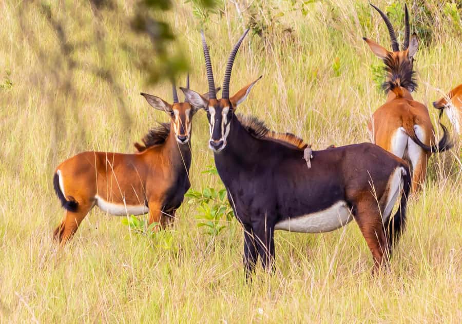 Shimba Hills Day Safari & Sheldrick Falls Hike Private Tour - The first game drive through Shimba Hills