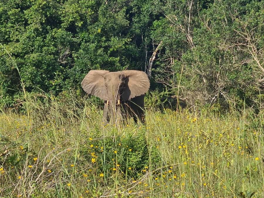 Shimba Hills: Game Drive, Waterfall Hike, and Lunch - Four hours of game viewing in a coastal reserve