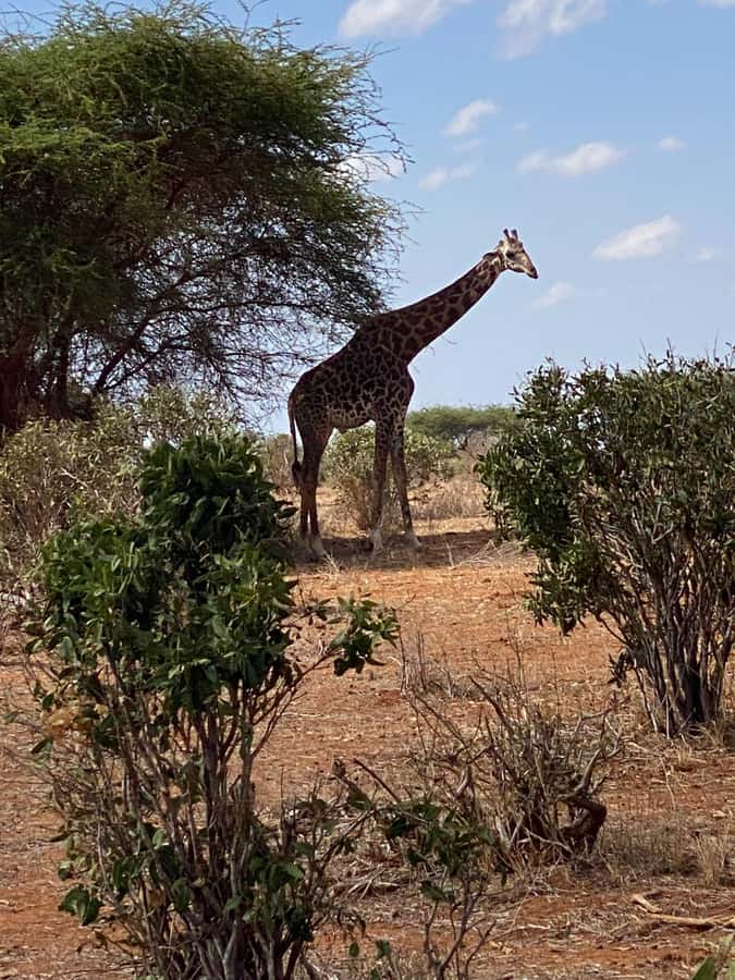 Shimba hills tropical rain forest day trip - Key points to know before you book