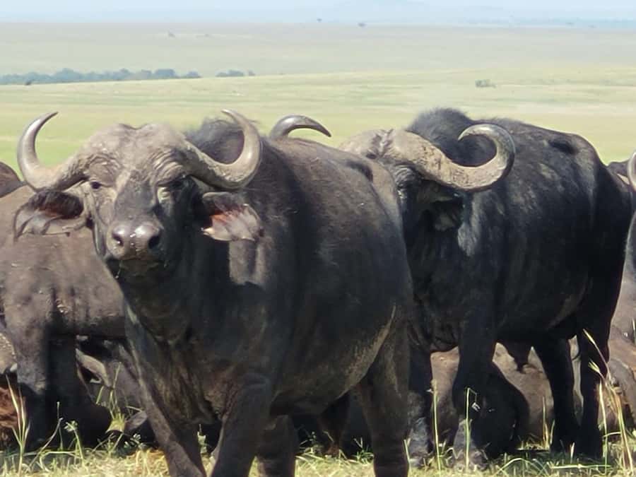 Shimba hills tropical rain forest day trip - The first game drive, from arrival until midmorning