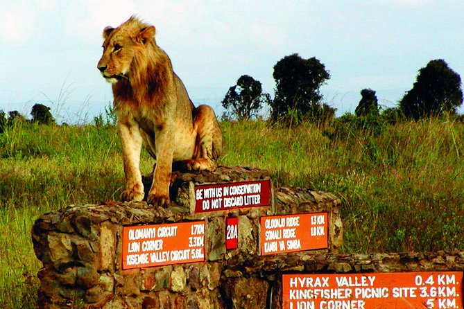 Small group tour to Nairobi park baby and optional Baby Elephants - The optional baby elephant orphanage visit