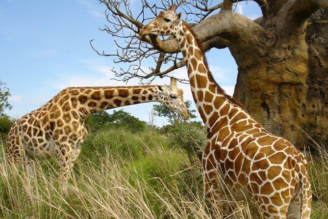 Small group tour to Nairobi park baby and optional Baby Elephants - What the $120 price really covers