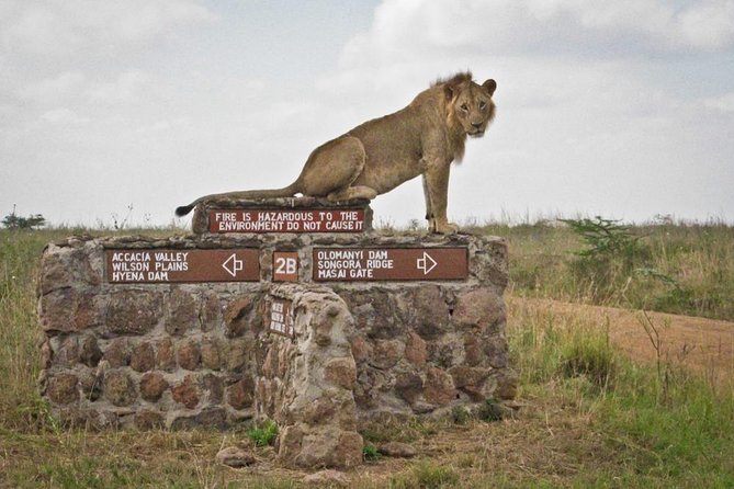 Small group tour to Nairobi park baby and optional Baby Elephants - Timing, comfort, and what to bring