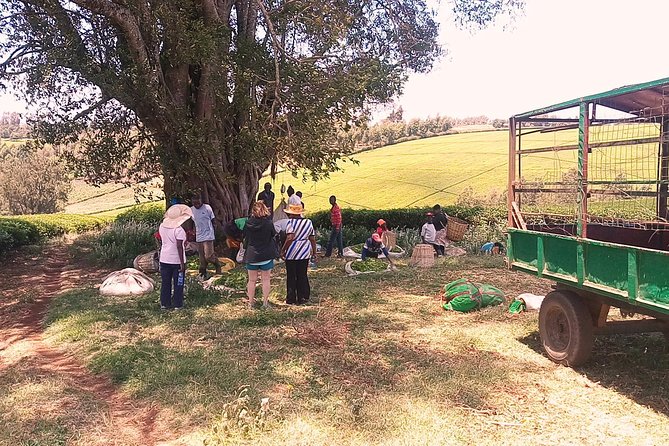 Tea Farm Experience at Riara Tea Farm And Factory Tour - Following tea from the field into the factory