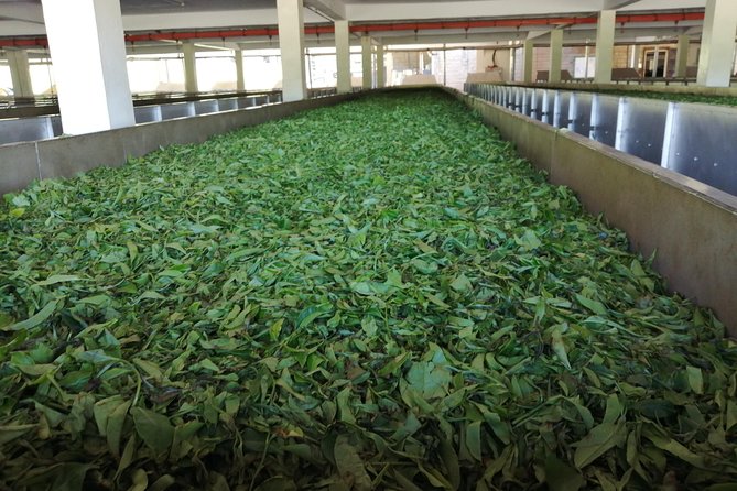 Tea Farm Experience at Riara Tea Farm And Factory Tour - What the $160 price really covers
