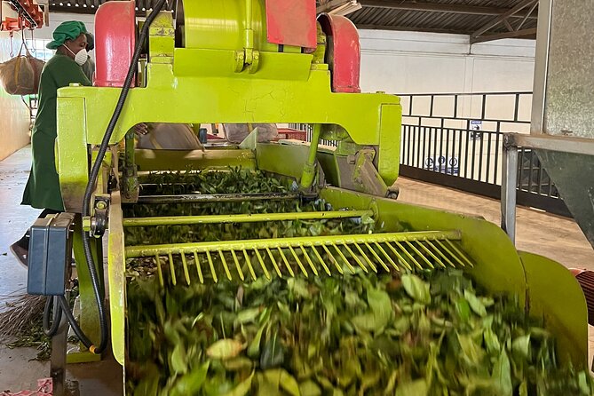 Tea Farm Experience at Riara Tea Farm And Factory Tour - Why the private format matters