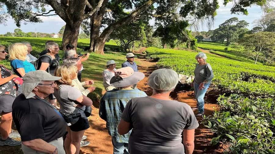 Tea Farm Tour From Nairobi (Kiambethu). - The forest walk and its traditional plant knowledge