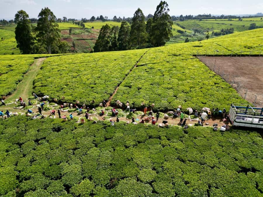 Tea Farm Tour From Nairobi (Kiambethu). - A three-course farm lunch with generous portions