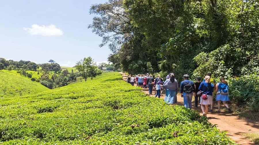 Tea Farm Tour From Nairobi (Kiambethu). - Who will enjoy Kiambethu most