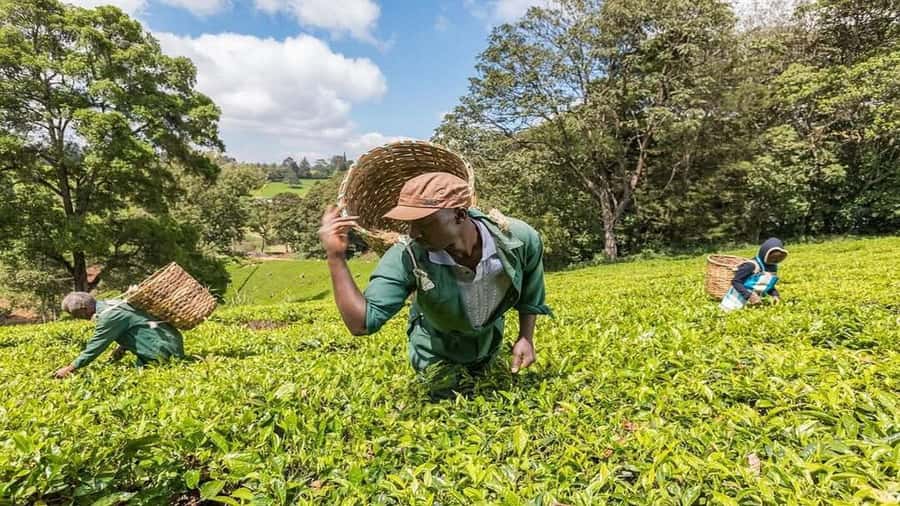 Tea Farm Tour From Nairobi (Kiambethu). - Meeting Fiona over tea and coffee