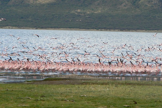 The Great Rift Valley Tour - L Bogoria, L Nakuru, L Naivasha and Hellsgate NP - Mt Longonot finishes with a physical challenge