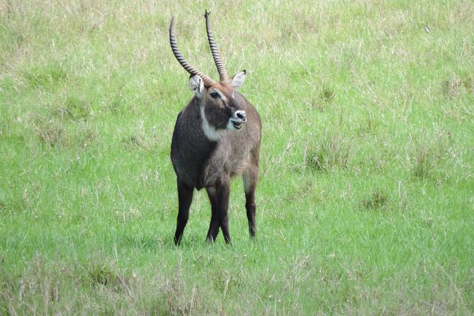Thrilling 6 Days Amboseli-Lake Nakuru-Maasai Mara Budget Safari - Day 2: A full Amboseli day under Kilimanjaro