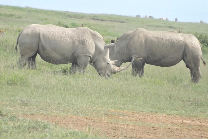 Thrilling 6 Days Amboseli-Lake Nakuru-Maasai Mara Budget Safari - Day 3: Lake Nakuru, rhinos, and a shorter safari stop